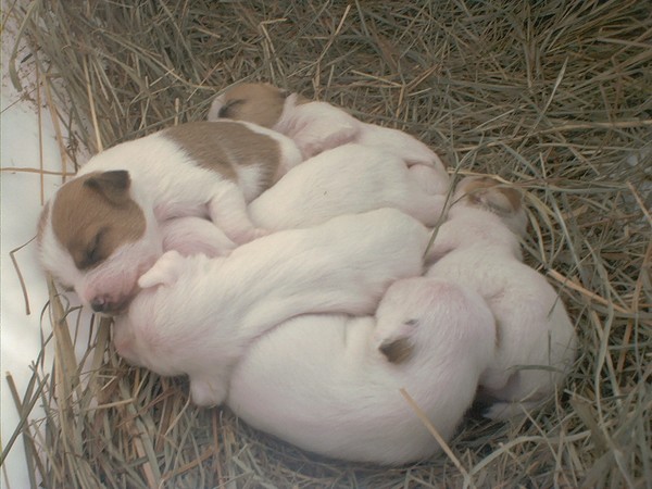 Puppy Pile