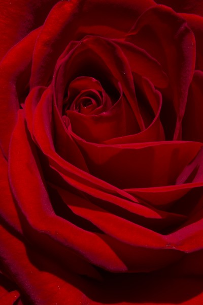 Simple Red Rose