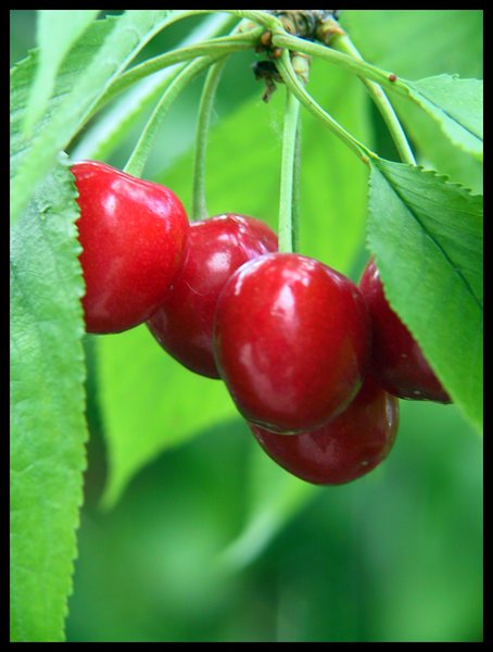 Ripe for the Pickin'
