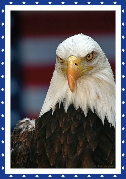 American Icon