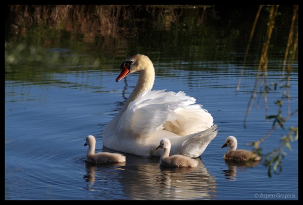 Mother and Cygnets