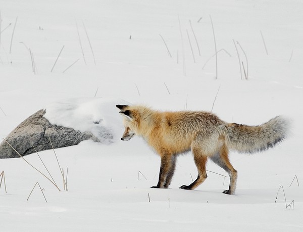 Red Fox