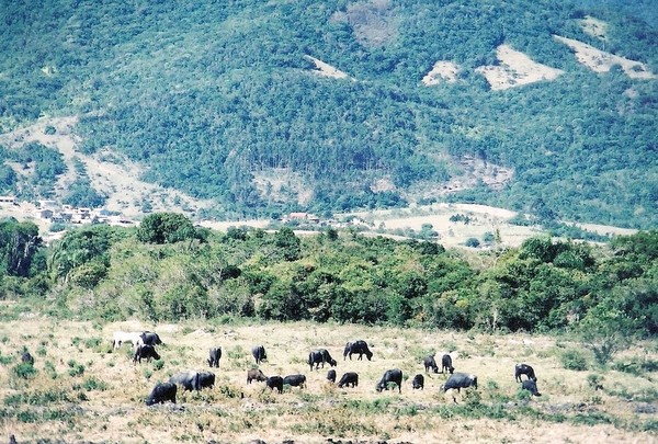 Buffalos at Serra Negra, Paraná, Brasil