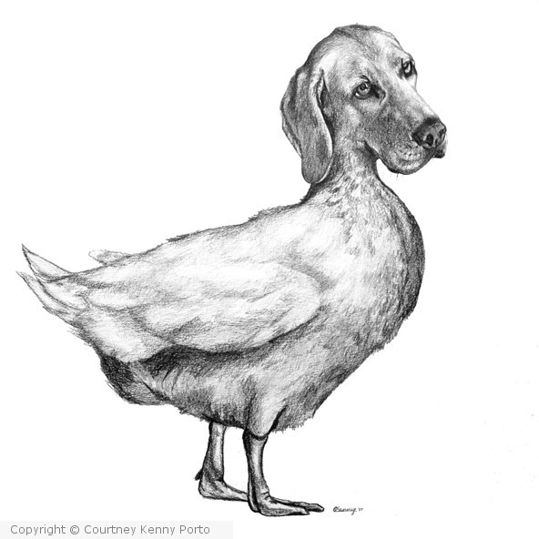 Bird Dog