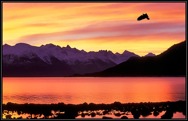 Eagle At Sunset