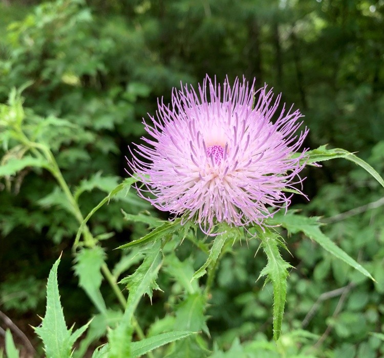 Purple Flower JD