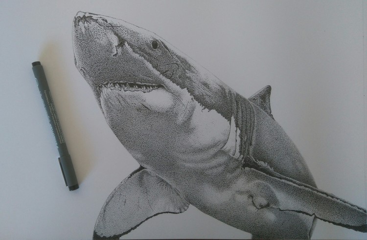 Shark
