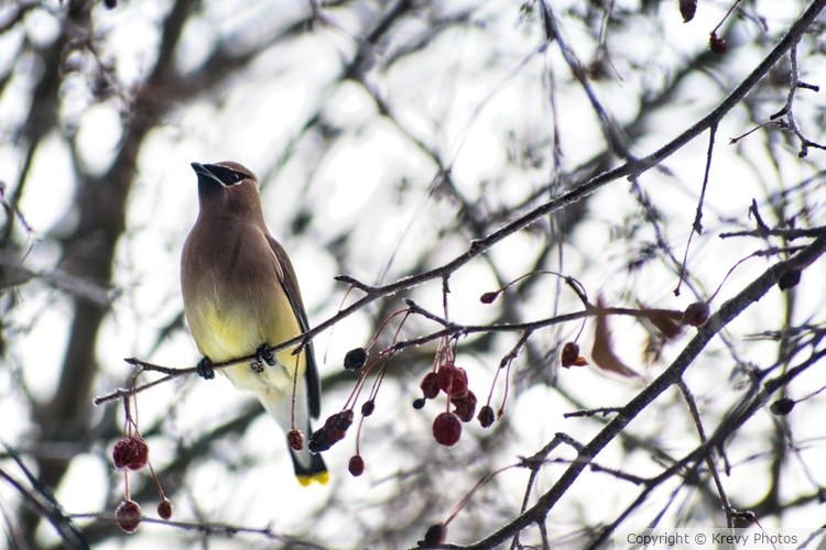 Bohemian Waxwing