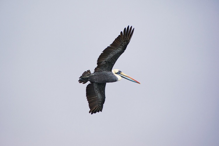Animals in the Wild 12
