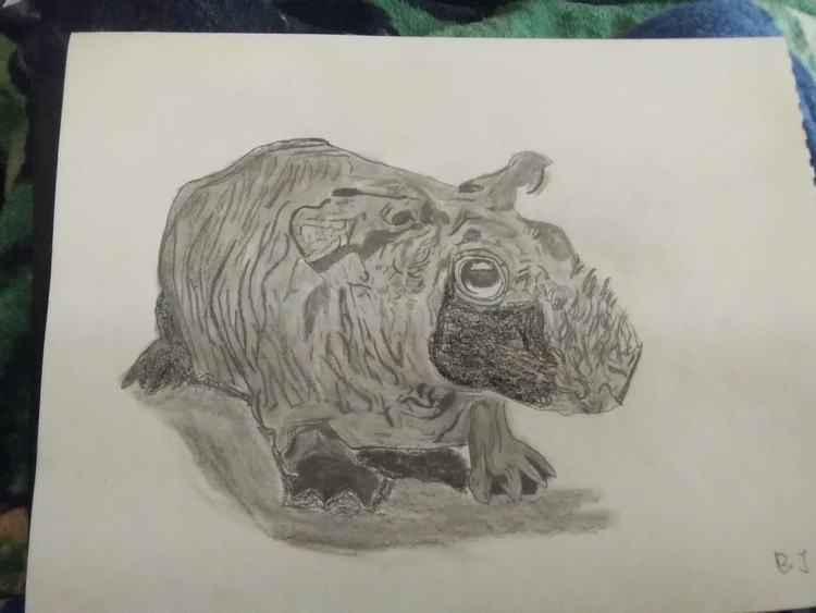 Skinny Guinea pig Sketch 