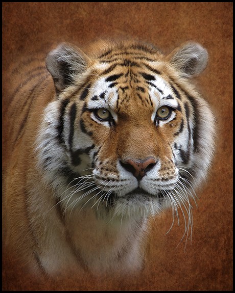One Big Meow