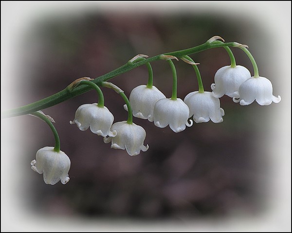Lily Of Meadow Drive