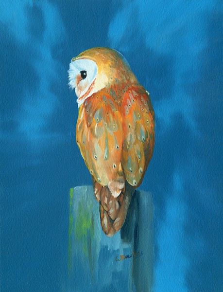 barn owl
