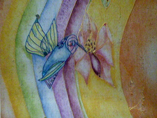 humming bird