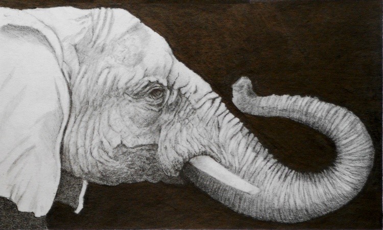Elephant 7
