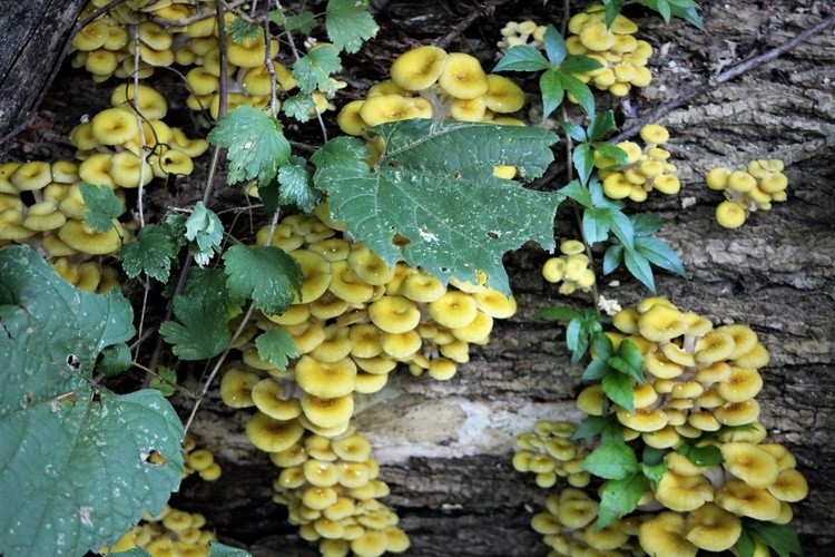 Oysters  Mushroom
