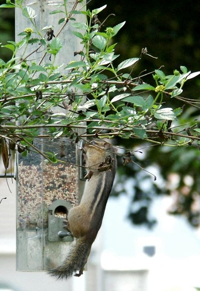 love this birdseed!