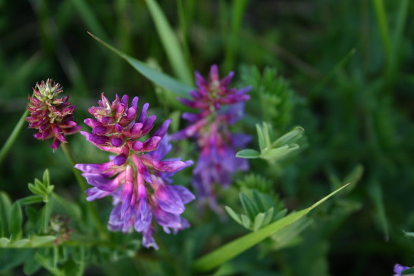 Beautiful Weed