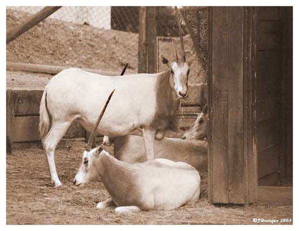 Antilope