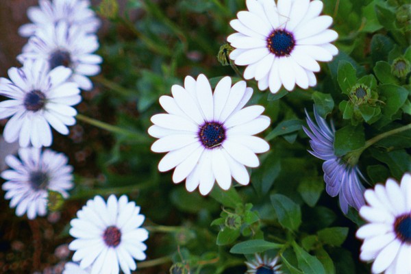 Crazy Daisy