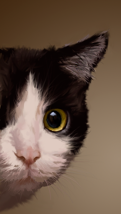 favorite cat