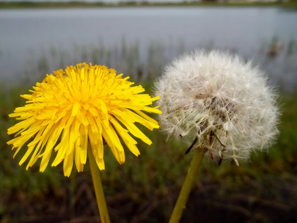 Dandelion before and after