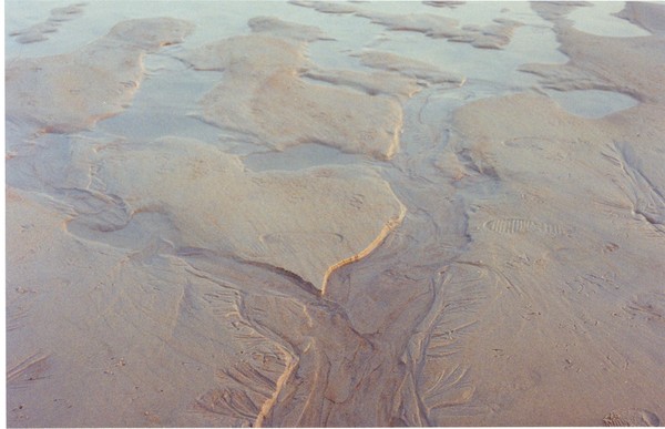 Tree in the sand
