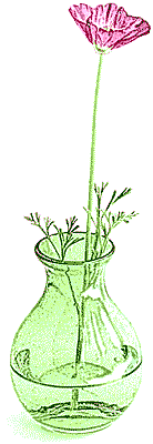 Poppy in vase