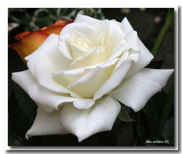 White silk 2