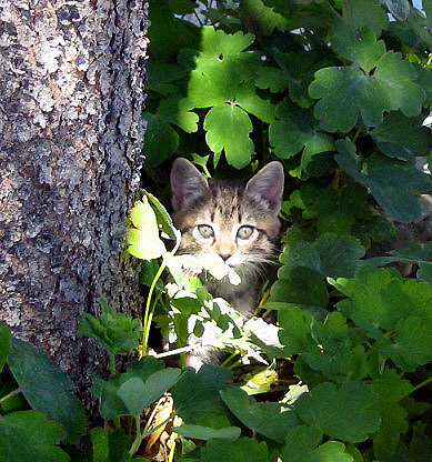 Columbine Peekaboo