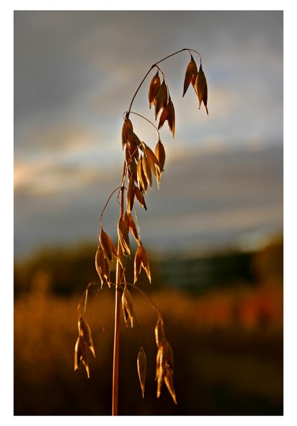 Harvest time