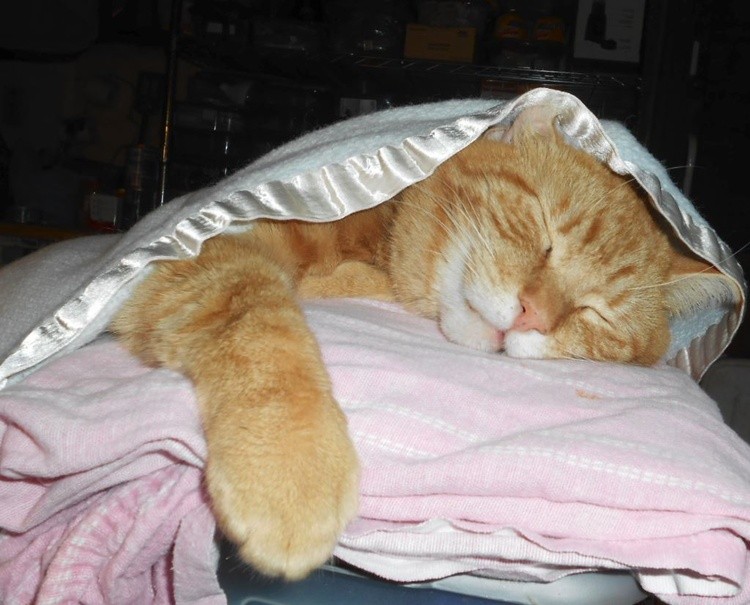 davinci sleeping
