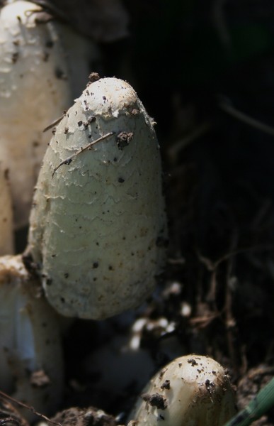 Mushroom 1