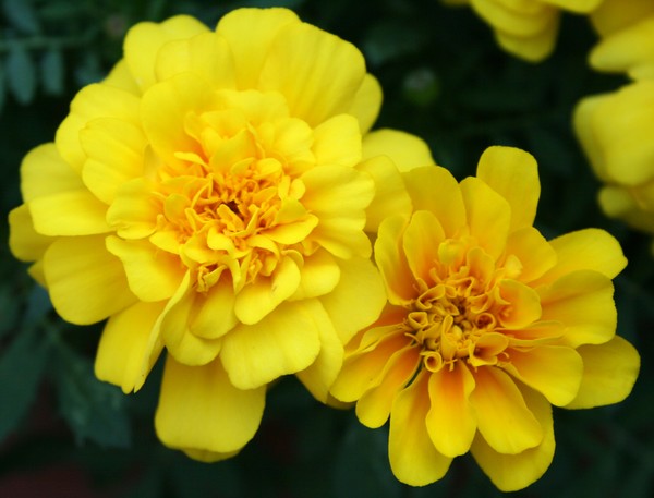 Butter Yellow