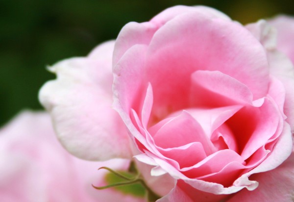 Pink Rose