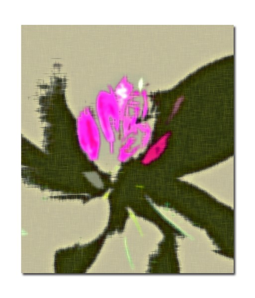 New Petals