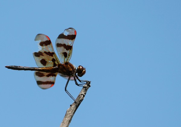 Red Baron