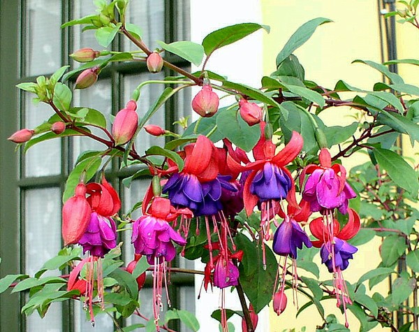 Bleeding Hearts