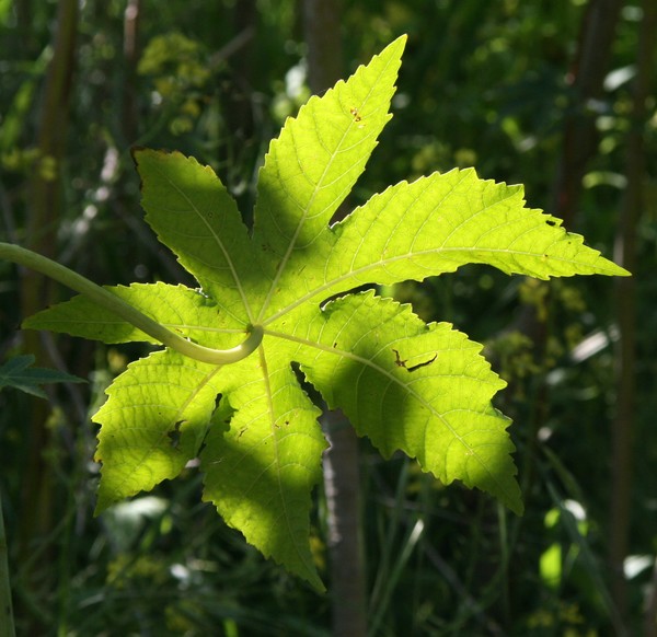 How Beautifully Leaves Grow Old