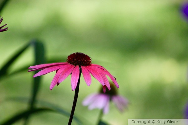 Hot Pink Daisy