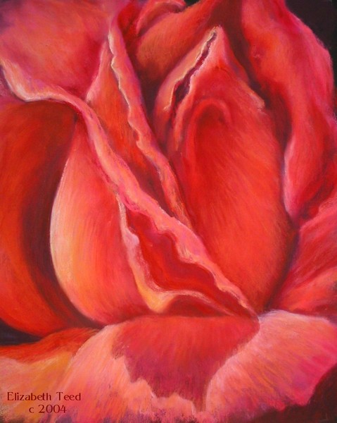 Late Summer Rose