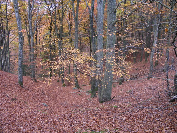 The late year forrest