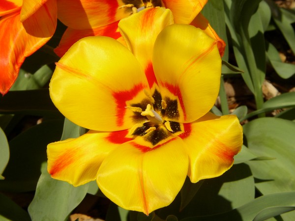 Tulip
