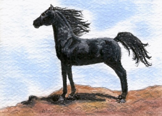 Black Arabian ACEO