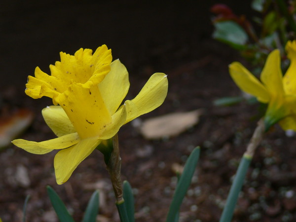 Blooming Flower