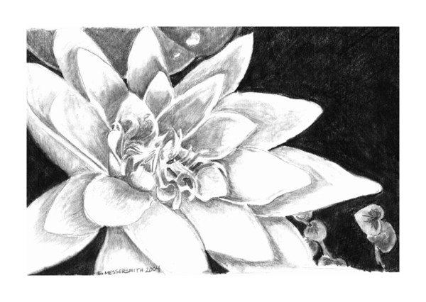 Water Lily