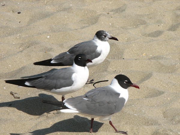 Sea Gulls