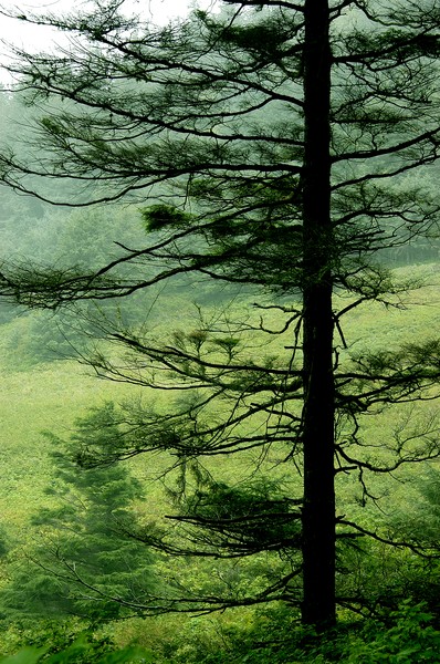 Oregon Coast Tree