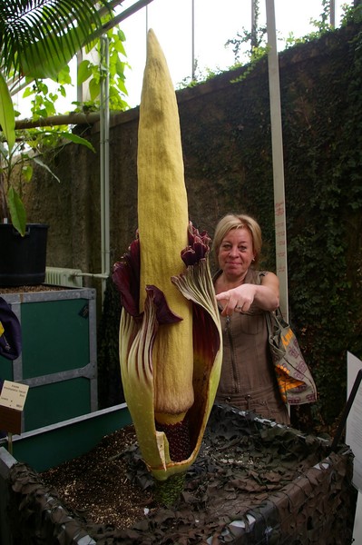 Titan Arum oftewel de (penis plant)