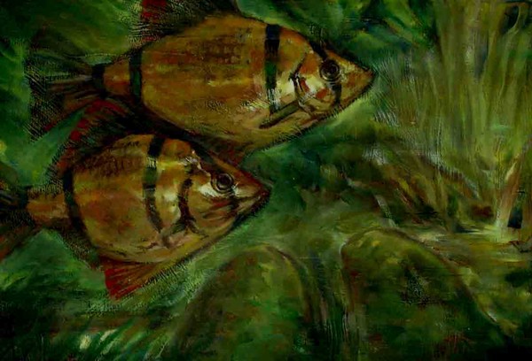 TIGER BARBS